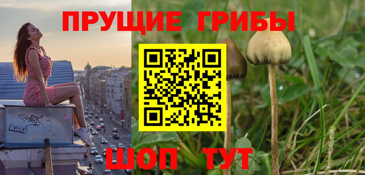 Галлюциногенные грибы прущие грибы  Вход с VPN  Кизляр  Галлюциногенные грибы мицелий 